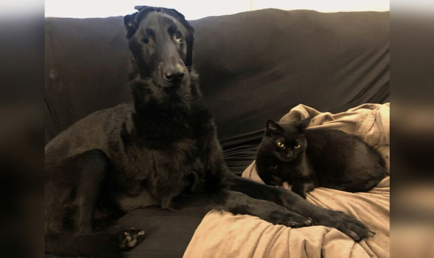 After dog loses eyesight, cat becomes his guide helps him get around by meowing