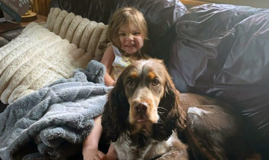 Missing 2-year-old found safe — with her two loyal dogs protecting her