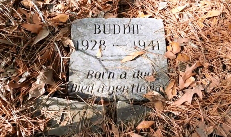 Old grave found in park is sweet memorial to dog named Buddie: ‘Born a dog, died a gentleman’