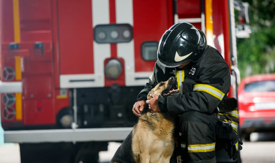 Neighbors come together to save 115 dogs trapped in doggy daycare fire