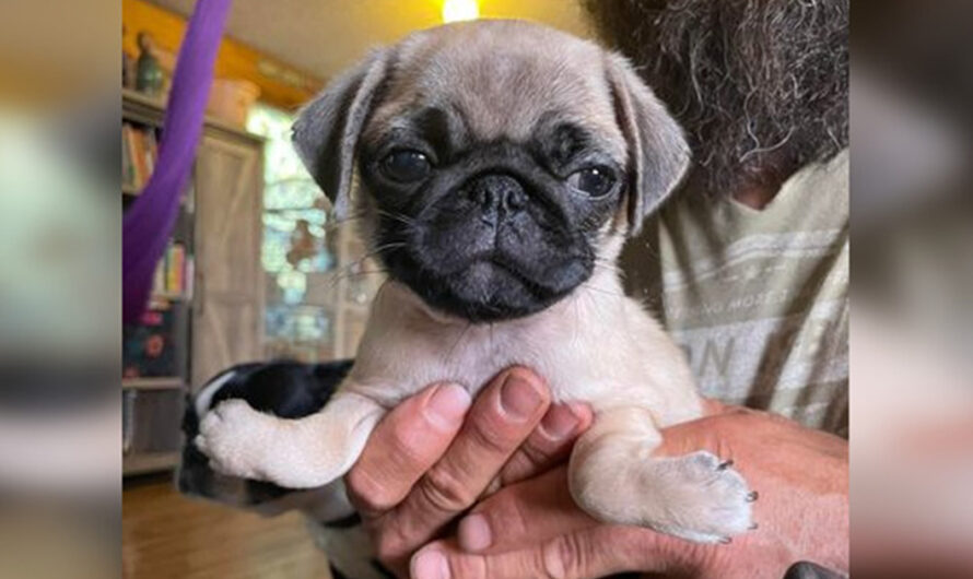 Pug puppy born with rare upside-down paws now on the road to recovery at sanctuary