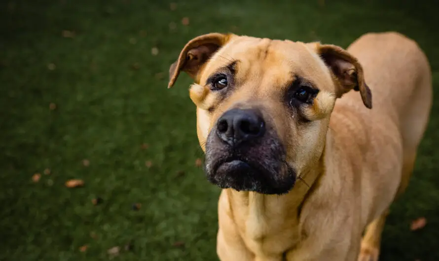 Shelter dog was always passed over for being ‘ugly’ — now she finally has a home