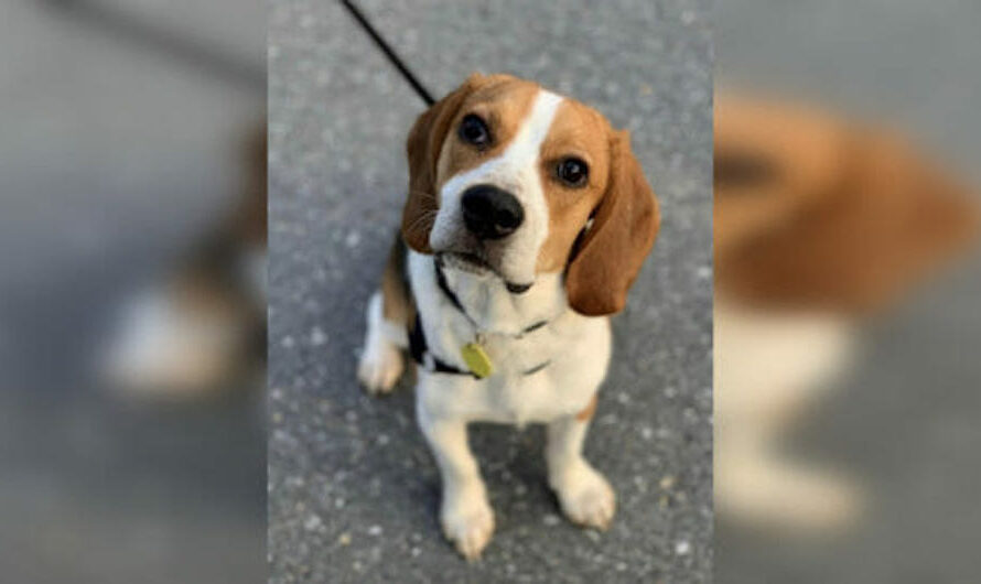 Beagle Hailed As Hero For Rescuing 85-Year-Old Woman Who Had Fallen & Become Trapped