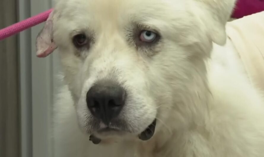 Casper, dog who fought off coyotes to protect his flock of sheep, nominated for “Farm Dog of the Year”