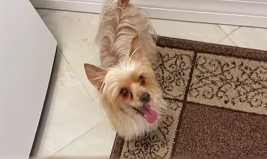 Heroic Yorkie dies after protecting owner from venomous rattlesnake