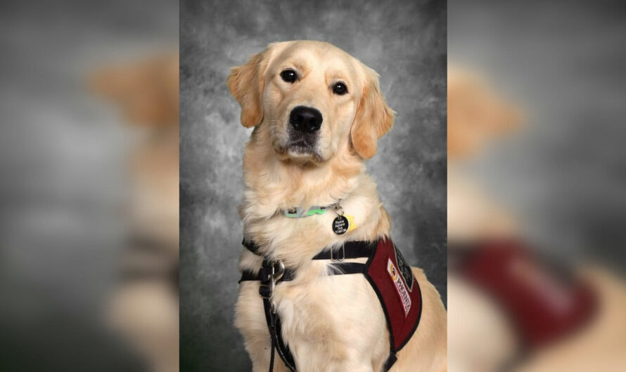 Beloved campus support K9 gets his own photo in the school yearbook