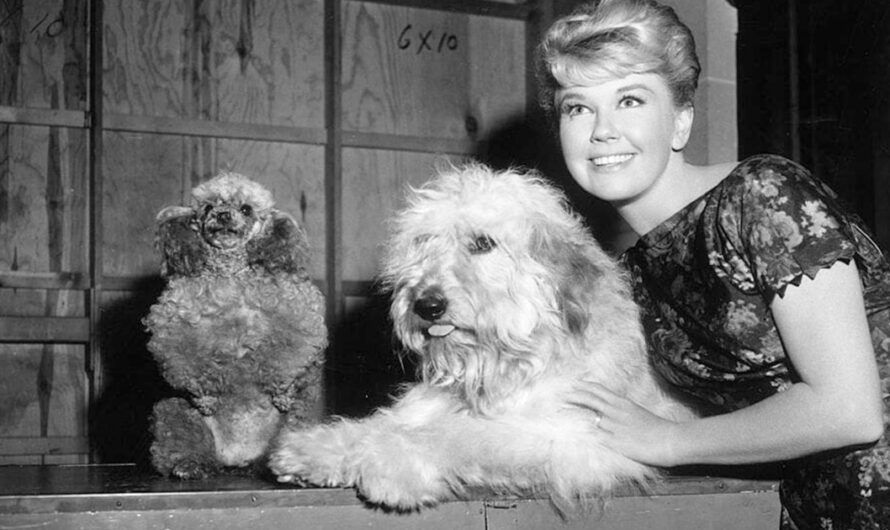 Doris Day: the iconic star’s life as an advocate for animals