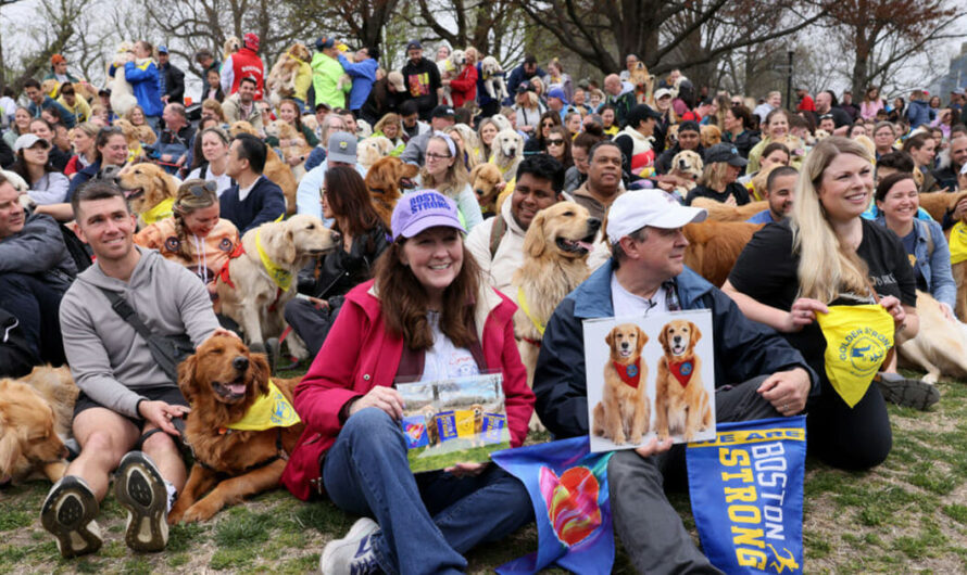 250 golden retrievers gather at Boston Marathon to pay tribute to beloved dogs