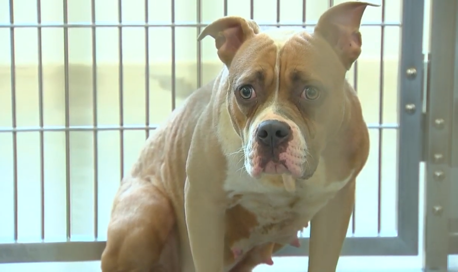 Scared pit bull is found left for dead in a cage, abandoned in dumpster in freezing weather