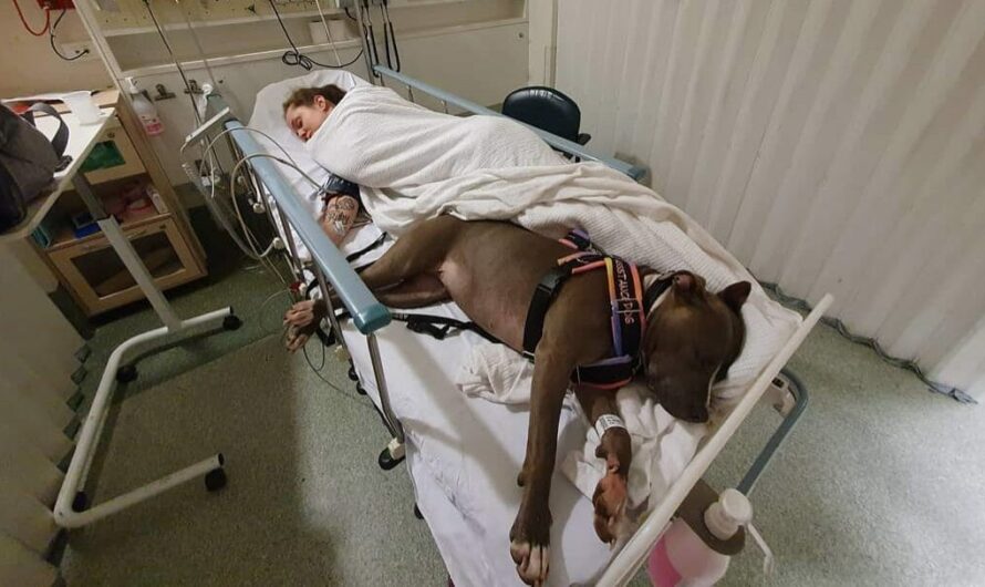 Service pit bull saves her owner’s life, then loyally waits by her hospital bedside