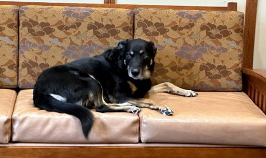 Shelter dog kept sneaking out to visit medical facility — so they decided to adopt him