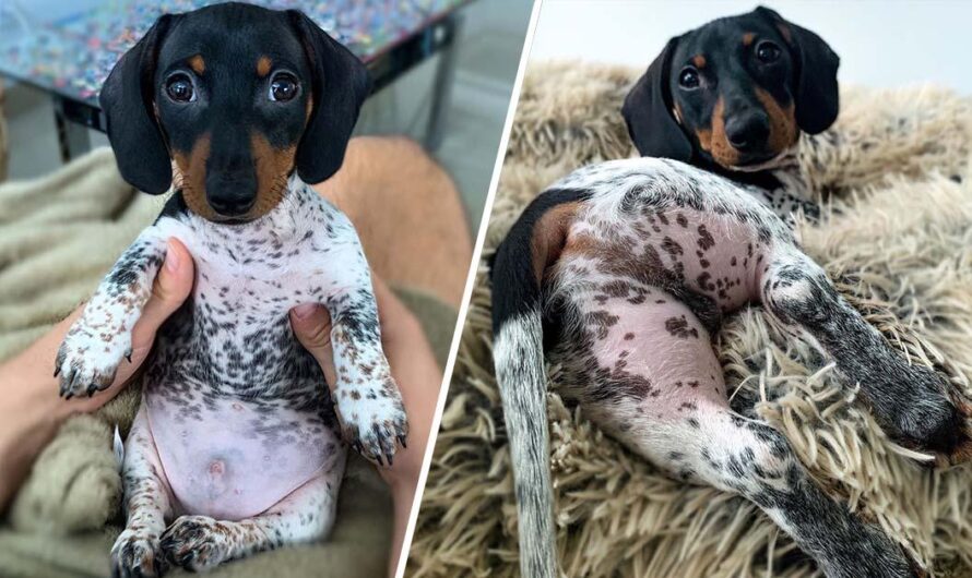 Adorable Dachshund Looks Like He Has The Body Of A Cow (30 Pics)