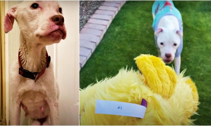 Forgotten Skinny Pit Bull Receives 1st Toy & Can’t Run Toward It Fast Enough