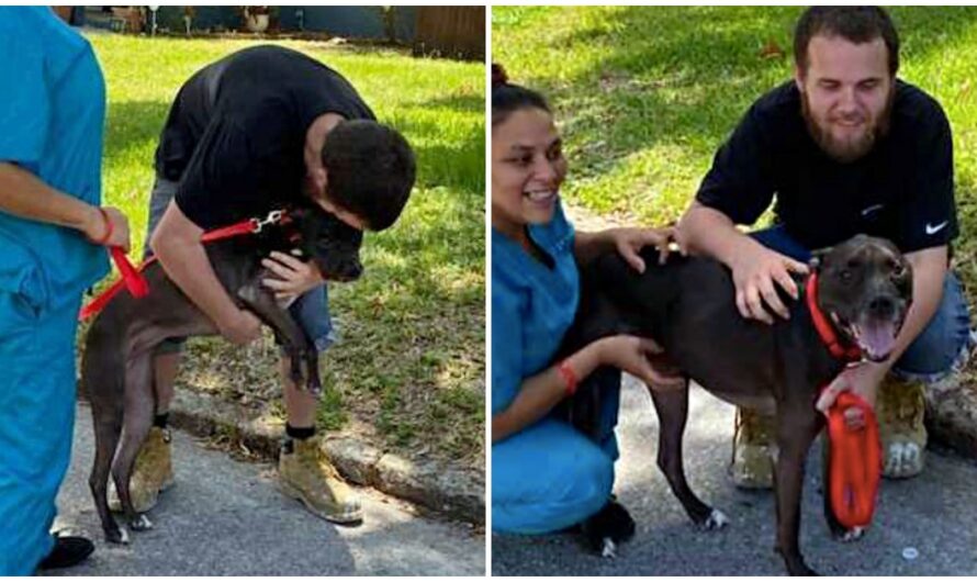 Man Tearfully Reunites With Dog He Had To Surrender When He Became Homeless