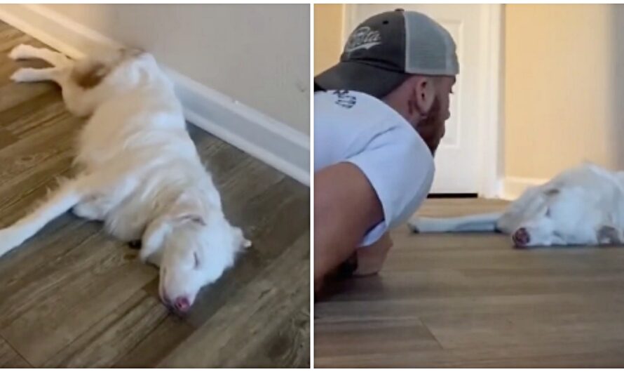 Man Gently Wakes Up His Deaf & Blind Aussie Pup In The Sweetest Manner