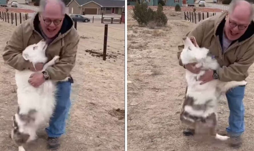 Deaf And Blind Dog Immediately Recognizes Her Grandpa After A Year