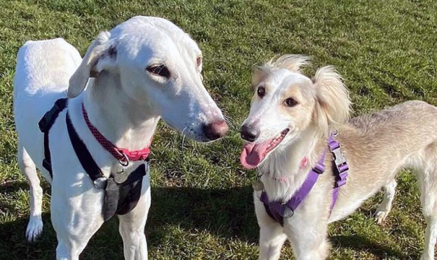 Deaf Shelter Dog and His Loyal Companion Finally Find a Home Together