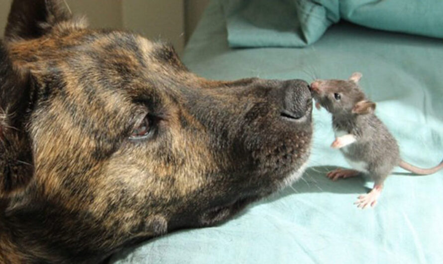 Depressed Rescue Dog Becomes Best Friends With A Rat – They Are Inseparable