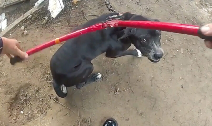 Deputies Race To Free And Save Chained-Up Dogs From Fire, Then Put The Fire Out