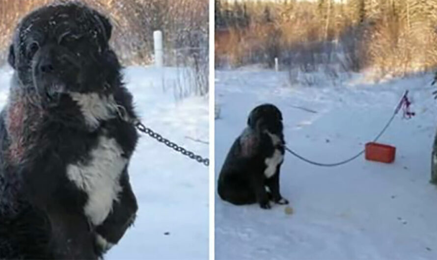 Dog spent 4 years chained up in the bitter cold, unloved by owner and attacked by other animals