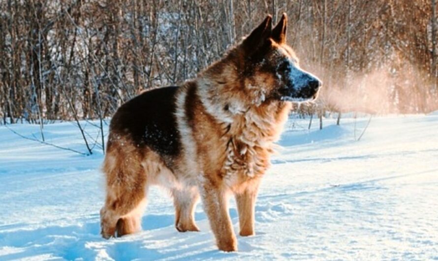 Dog Keeps Barking During Walk, Owner Follows Him To Frozen Pond And Shrieks