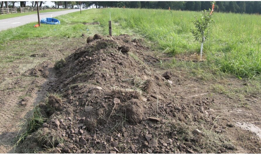 Heroic Police Officers Save Tiny Puppy Buried 6-Inches Beneath A Mound Of Dirt