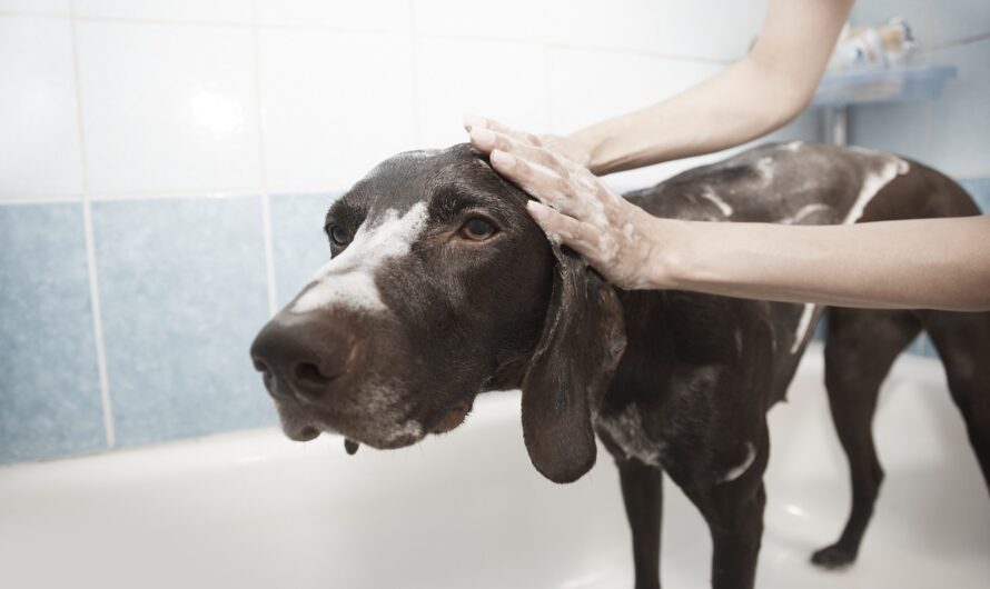 Dog Grooming Tips and Tools To Keep Your Furbaby Nice and Tidy