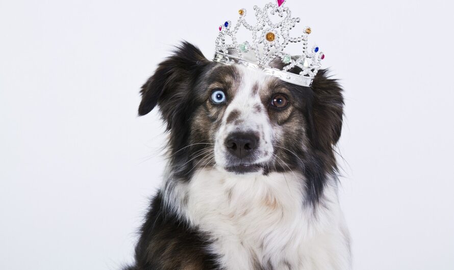 Canine Royalty: Dog Owners From the British Royal Family