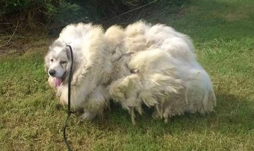 Dog was locked in barn for 6 years — now see his transformation after he gets a haircut