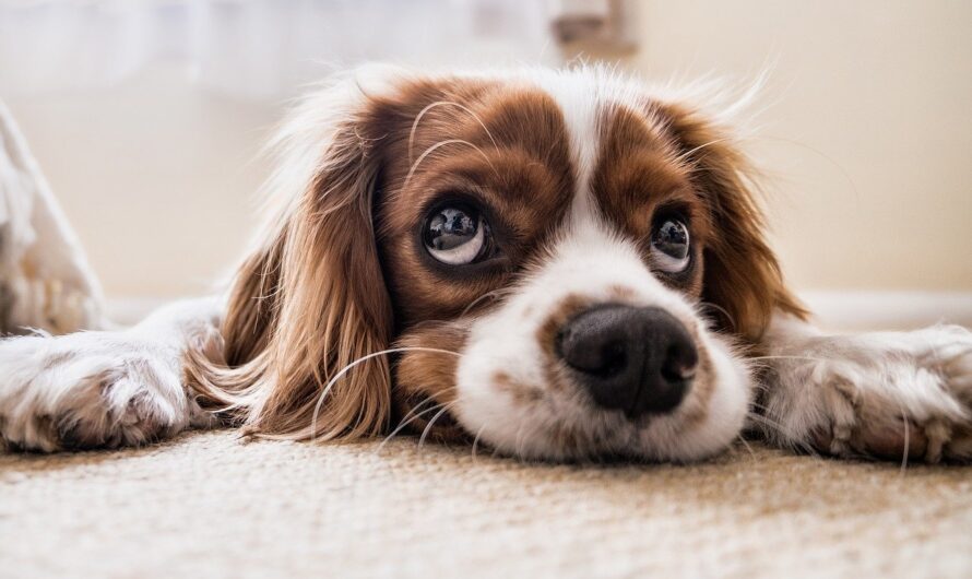 9 Signs To Look For To Know If Your Dog is Unhappy