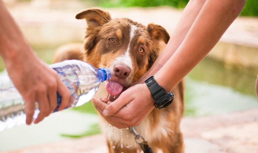 Dog Health 101 : How to Keep Your Dog Healthy