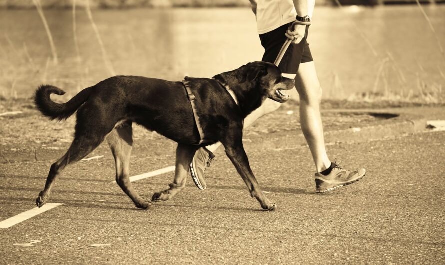 Dog Exercise: 20 Workouts To Try With Your Pup