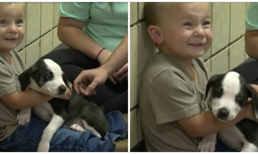 Little Boy’s Family Adopts Shelter Pup With The Same Birth Defect As Their Son