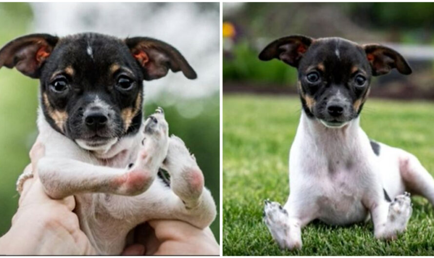 Puppy Born with Upside-Down Paws Gets a Life-Changing Surgery to Help Her Walk Again