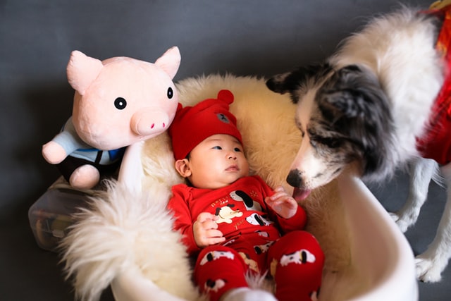 dog breeds best for babies collie and baby