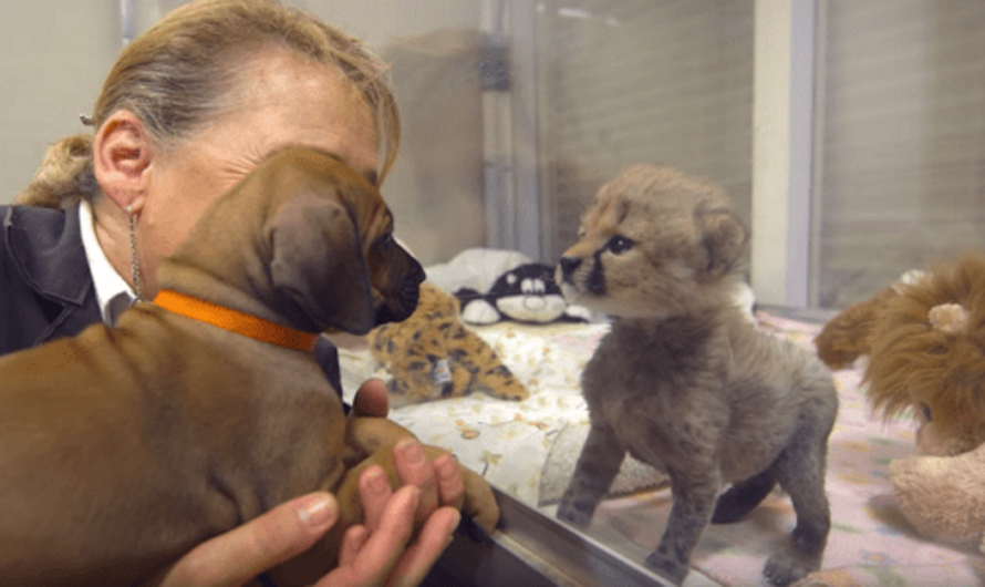 A Dog And Cheetah Met As Babies, And It Set The Stage For Years To Come