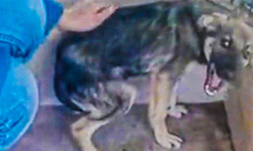 Dog Cries Every Time He’s Touched — Until One Woman Discovers How To Make Him Feel Safe