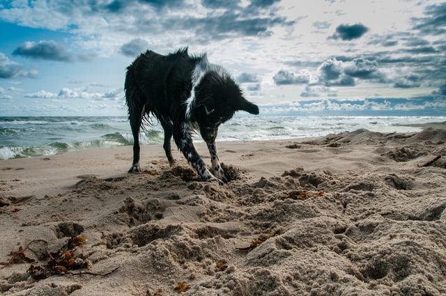 dog digging in sand beach