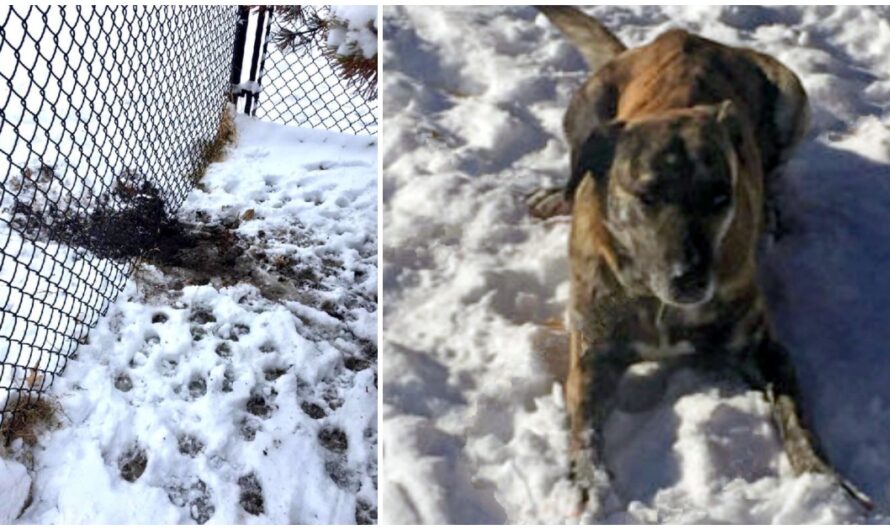 Dog Escapes Yard During Blizzard, Falls Into Lake & Walks 5 Miles Before Going Home