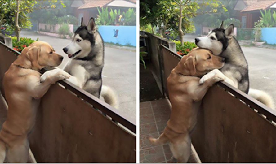 Lonely dog goes across the street to hug his best friend over the fence