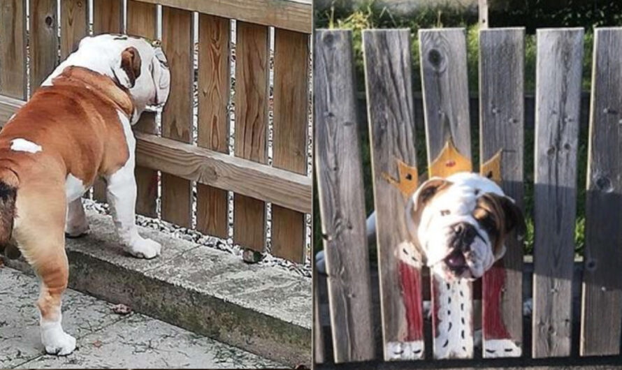 Dog Gets A Hole In The Fence To Be Able To Watch Over Passersby Like Royalty