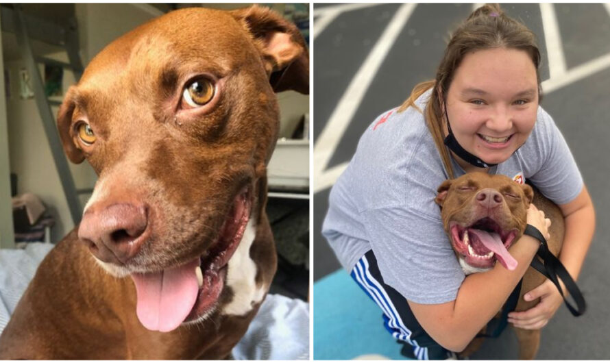 Dog Finally Gets Adopted After Spending Half Her Life Waiting To Find A Forever Home