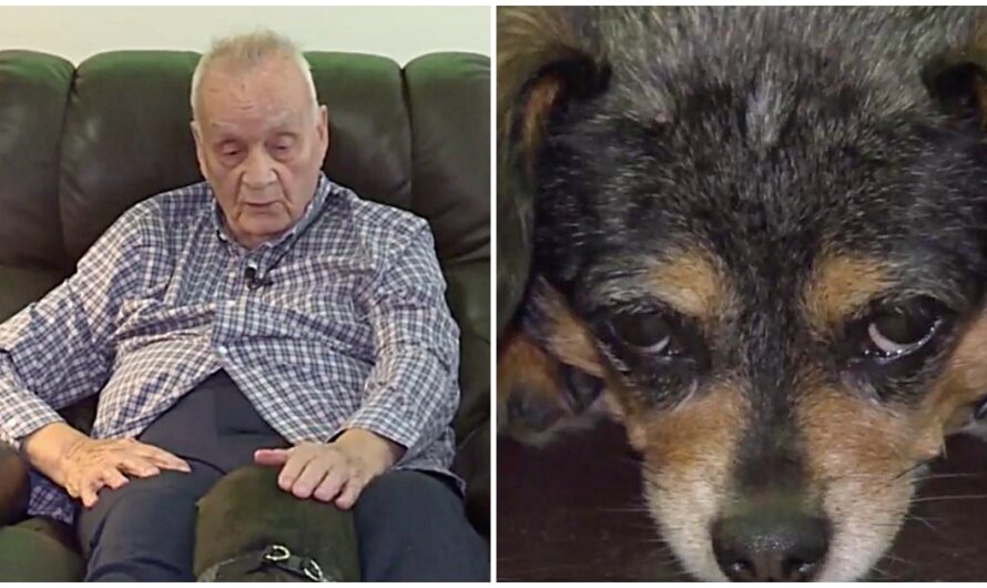 Dog Finds 92-Year-Old Blind Neighbor On The Ground, Immediately Alerts Her Owner