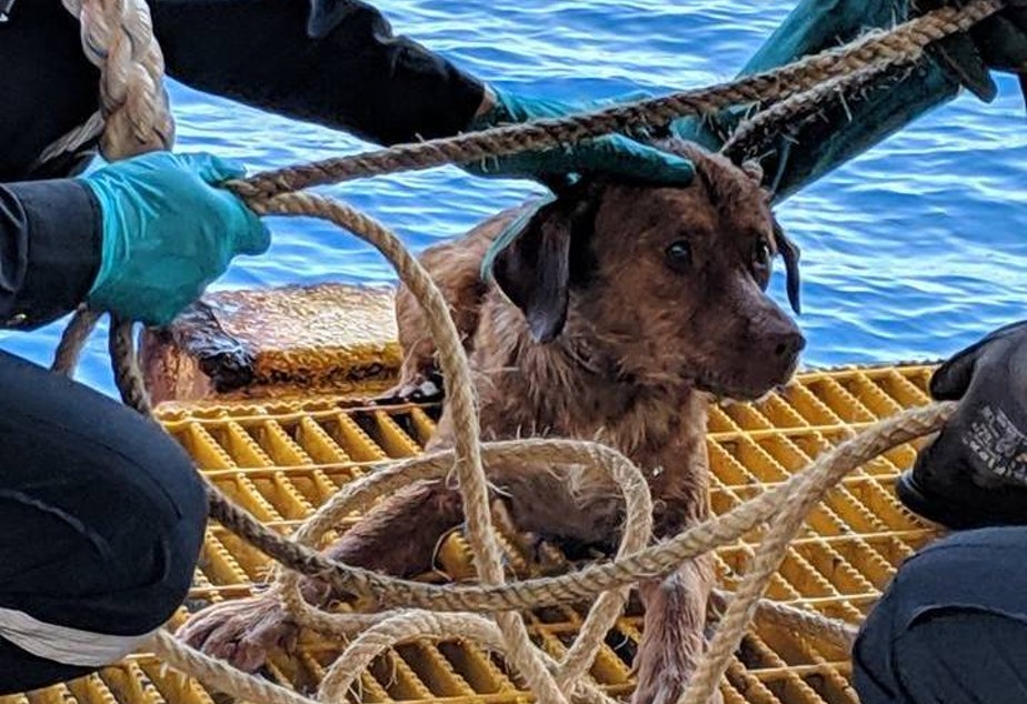 dog found 135 miles off thailand coast