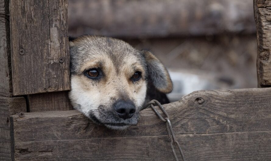 New Law Makes It Illegal To Leave Dogs Chained Up Outside In Texas