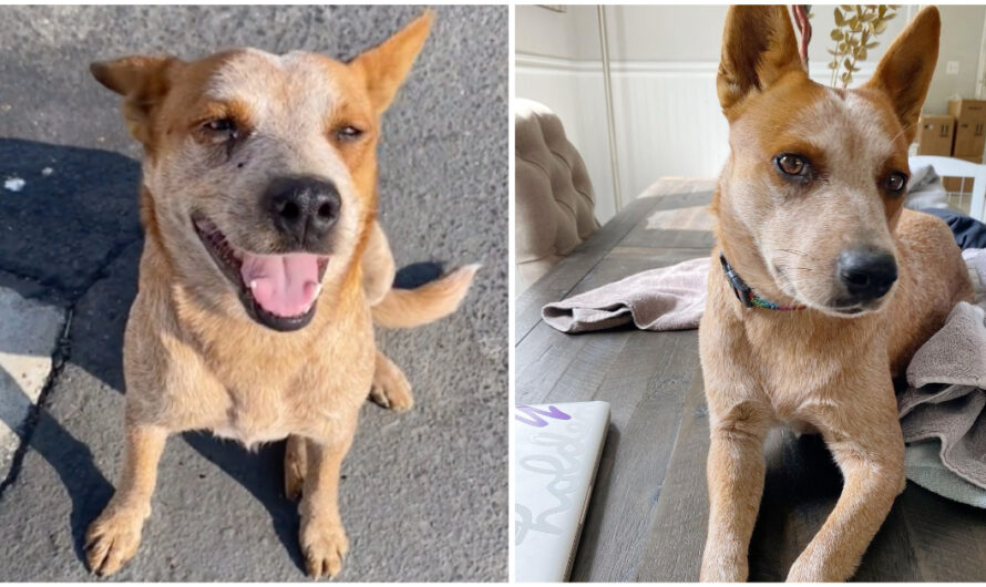 Woman Takes In Dog Left At Gas Station And Helps Find Her A Forever Home