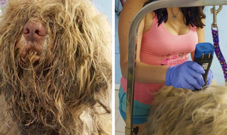 Dog Groomer Opened Shop In ‘Middle-Of-Night’ To Give Stray Dog Haircut & Found Beauty Beneath Matted Fur