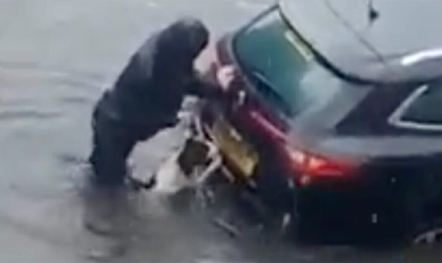 ‘Superhero’ Dog Helps His Owner Push Car Stuck In Flood Water Out To Safety