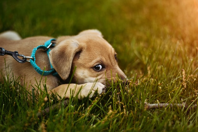 dog hiding in grass