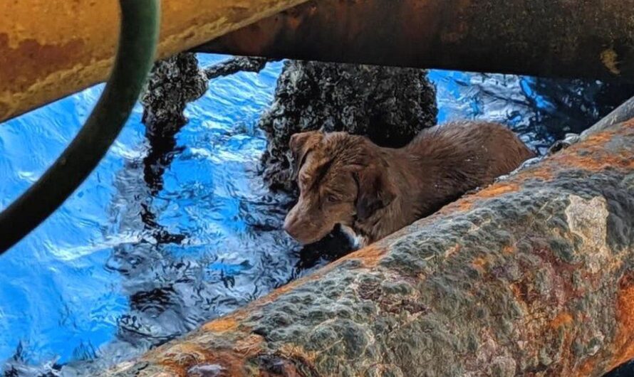 Dog Rescued 135 Miles Off Thailand Coast by Oil Rig Workers